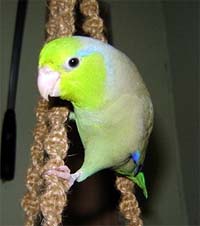 <small>&copy;Copyright 2002-2025 GreenBeaks® Inc. All Rights Reserved</small>