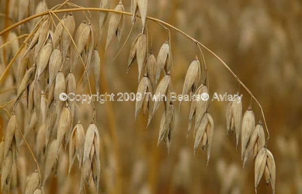 oatstraw