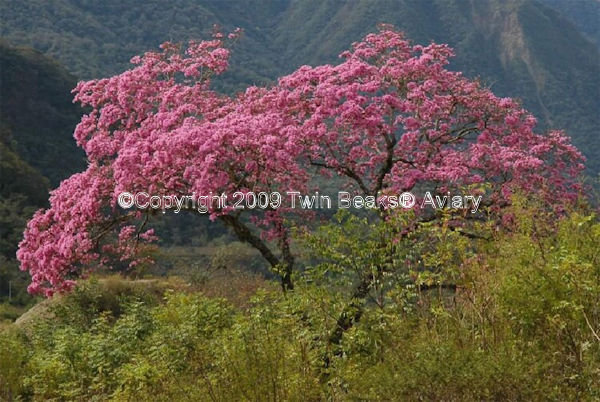 &copy; Copyright 2023 Twin Beaks© Aviary  All Rights Reserved