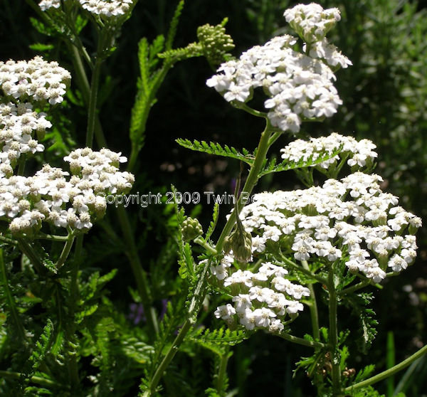 &copy; Copyright 2023 Twin Beaks© Aviary  All Rights Reserved